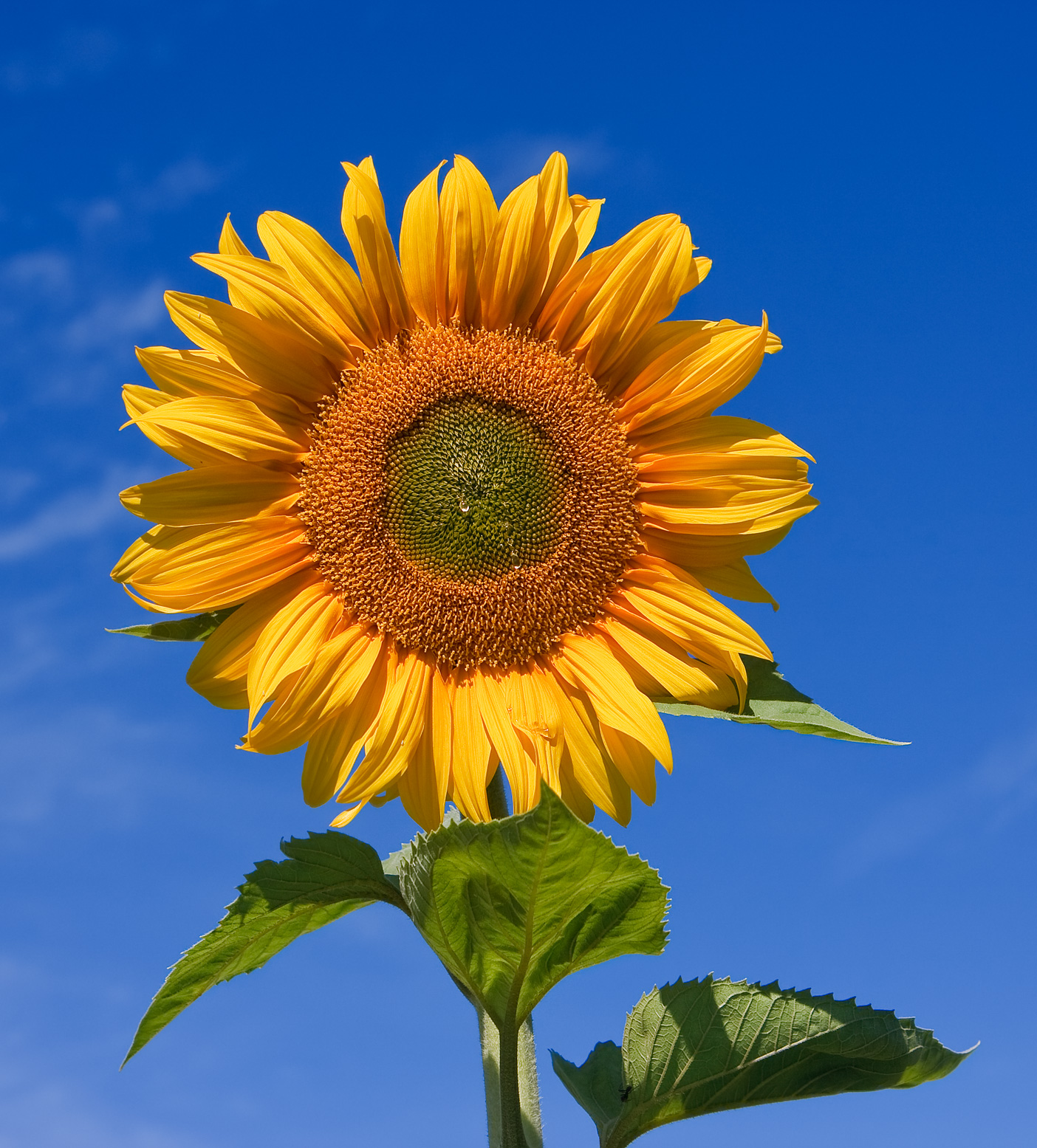 sunflower | napraforgó